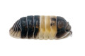 Cubaris sp. Panda King